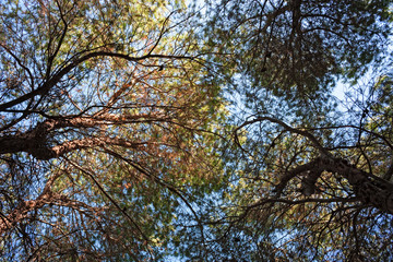 Shady and fresh Mediterranean pine forest by the sea.