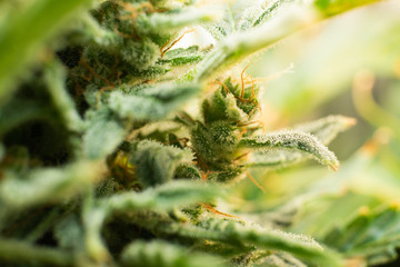 CBD THC in Pot. Marijuana bud close up. Fresh green weed In details. Macro trichomes cannabis....