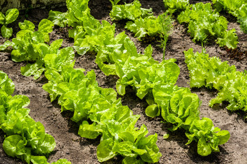 beautiful young green lettuce grows on a garden plot Full frame zoom