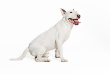 cute bull terrier sticking tongue out on white background.