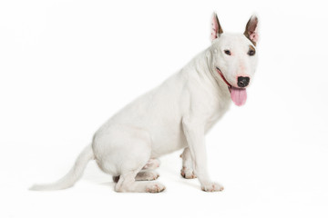 Naklejka na ściany i meble cute bull terrier sticking tongue out on white background.