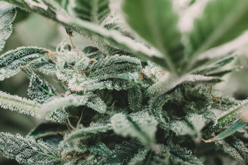CBD THC in Pot. Marijuana bud close up. Macro trichomes cannabis. Fresh green weed In details....