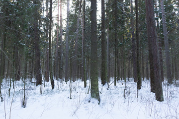 Fir tree trunks in snow in winter forest with evening sun light on blue sky