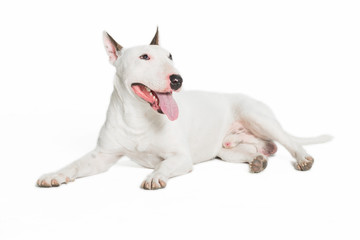 cute bull terrier sticking tongue out on white background.