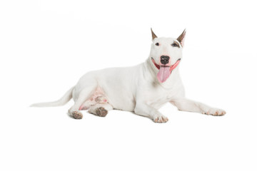 cute bull terrier sticking tongue out on white background.