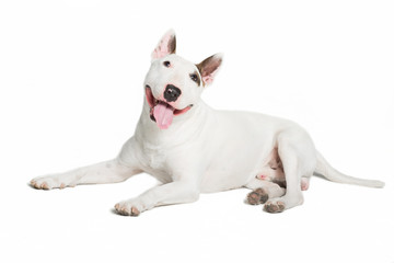 cute bull terrier sticking tongue out on white background.