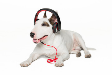 puppy bull terrier wearing black headphones,sitting.