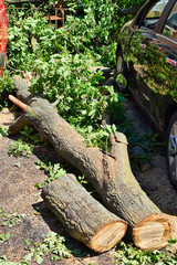 Fototapeta premium The remains of a fallen tree after a heavy storm in Berlin, Germany. The sawn tree trunk lies between two damaged cars.