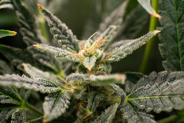 CBD THC in Pot. Marijuana bud close up. Macro trichomes cannabis. Fresh green weed In details....