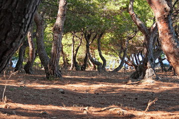 Shady and fresh Mediterranean pine forest by the sea.