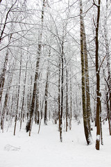 Snow forest in winter beautiful landscape