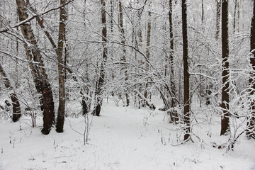 Snow forest in winter beautiful landscape