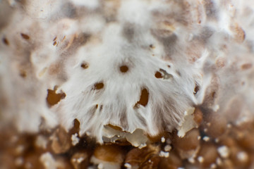 Psilocybe cubensis Macro mycelium on wheat. Mushroom cultivation . mycelium on wheat of Psilocybe...