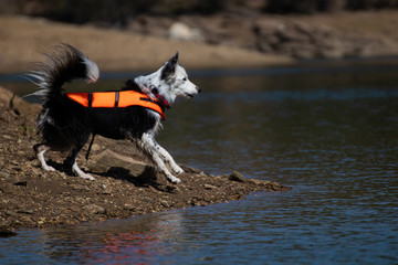 Skadi  border-collie lake