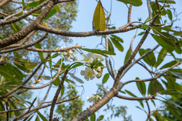 Plumeria or frangipani flower, Tropical flower.
