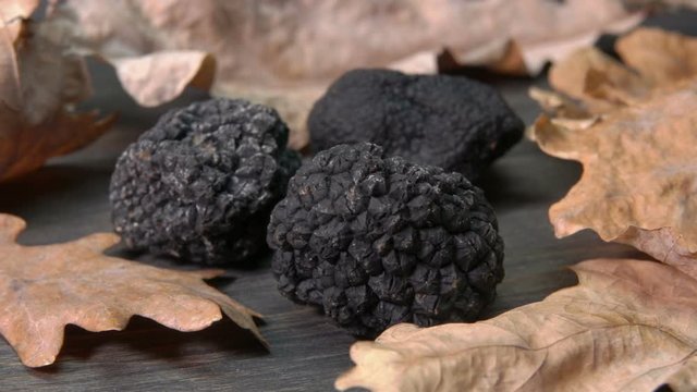 Panorama of a luxury rare black truffle mushroom on the black wooden surface with dry oak leaves