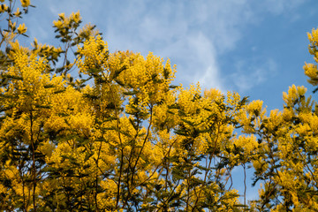 Fototapeta premium Acacia dealbata yellow flowers blooming