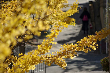 銀杏並木