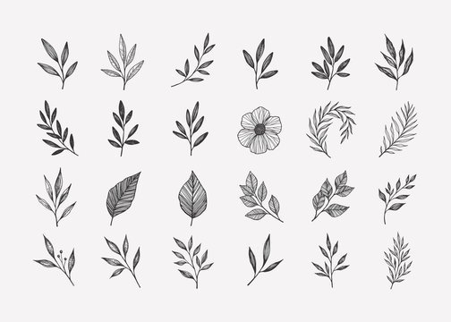 Hand drawn floral elements and leaves. Vector botanical illustrations set