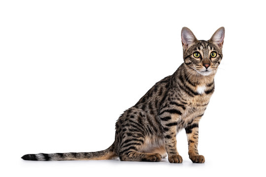 Cute young Savannah F7 cat, sitting side ways. Looking beside camera with green / yellow eyes. Isolated on a white background.