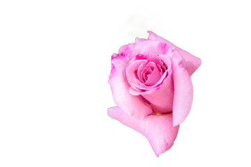 Pink  rose bloom, Isolated on white