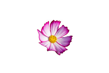 Pink cosmos flowers,Isolated on white Background.
