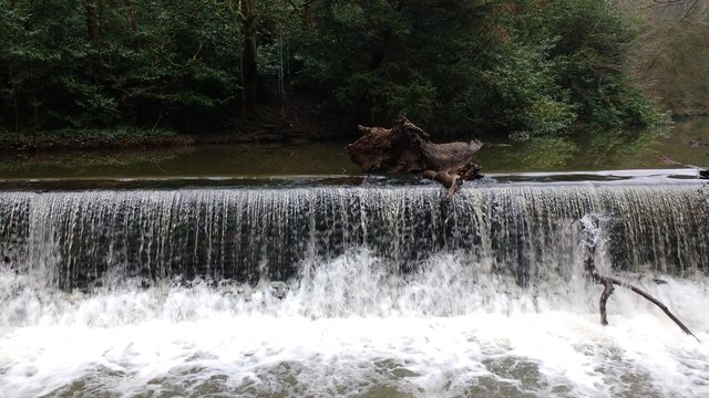 Weir with Fallen Tree and Branch - River Frome, Snuff Mills, Bristol, UK
