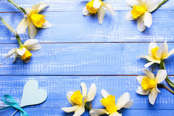 Spring frame with yellow flowers of daffodil on a blue wooden background in flat lay style