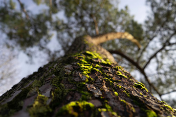 Arbre promenade Nostang