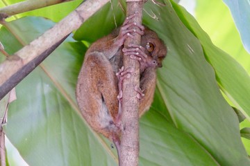 Sleepy tarsier with open eyes before leaf, small primate, on branch in nature, Bohol, Philippines