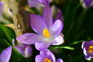 crocus in spring