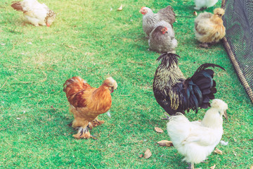 Many chickens rest happily on the chicken farm in the afternoon. Outdoors close up selective focus image.