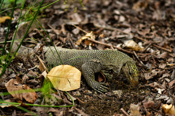 Yellow spotted asian water monitor lizard