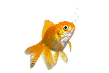 gold fish on a white background