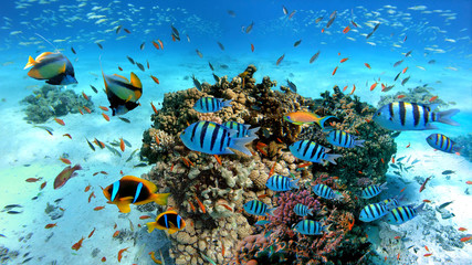 Unterwasserszene mit exotischen Fischen und Korallenriffen des Roten Meeres, Clownfische, Wimpelfische, Sergeant-Major-Fische, Goldfische und andere Meereslebewesen in der Nähe von Hurghada, Ägypten