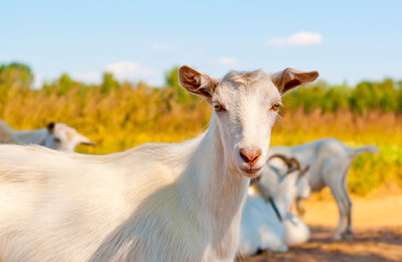 Goats on the country side road on a hot summer day. Goat road block. Goat looking in camera.