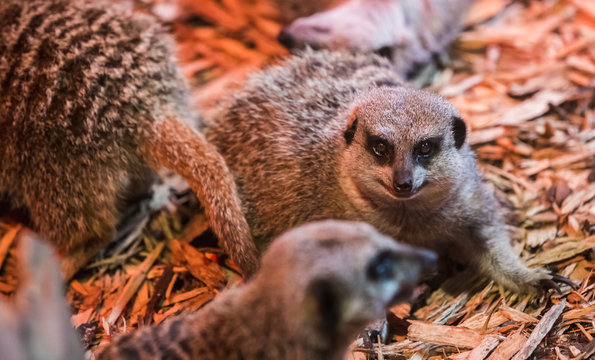 Very cute image of a male or female meerkat inside the indoor Blackpool zoo inhabitance with a bright red UV heater light and glass window to separate the fury animal from the outside world playing