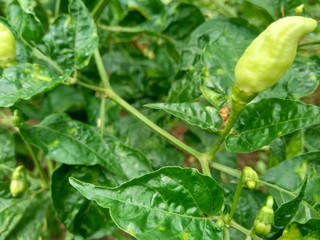 Fresh green chili with leaves in the nature background