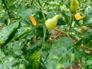 Fresh green chili with leaves in the nature background