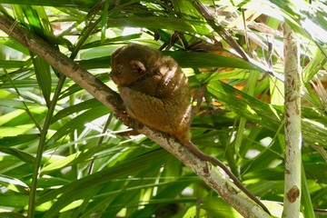 Sleepy tarsier with open eyes looking away, small primate, on branch in nature, Bohol, Philippines