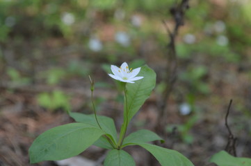 young plant on green background