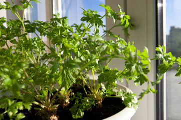 parsley in a pot growing on windowsill