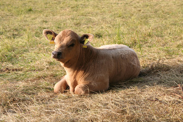 Kalb