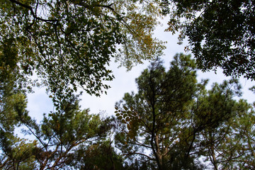 View looking up to sky through pine and deciduous trees