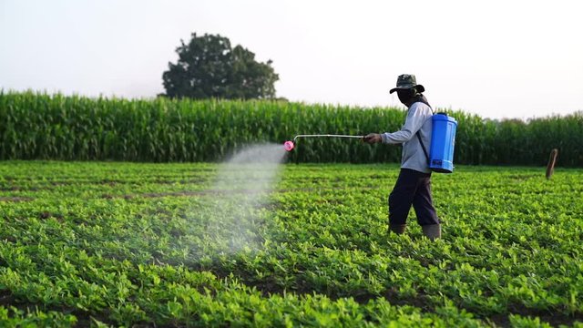 Farmers inject fertilizer into vegetable fields.