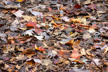 View of forest floor covered in fallen fall leaves in multi-color and with diminishing perspective