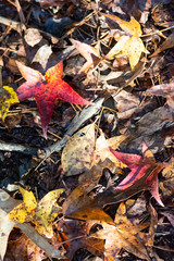 Close up from above of variety of colorful fall leaves on forest floor with dramatic light and shadows