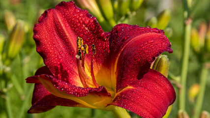 Blume mit Regentropfen © wolfgang