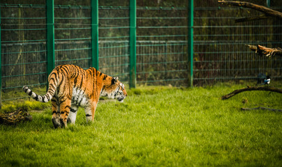 Image of an orange red black and white tiger in capacity stalking it prey looking at its future...