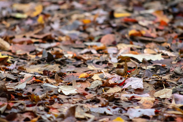 View of forest floor covered in colorful fall leaves with diminishing focus